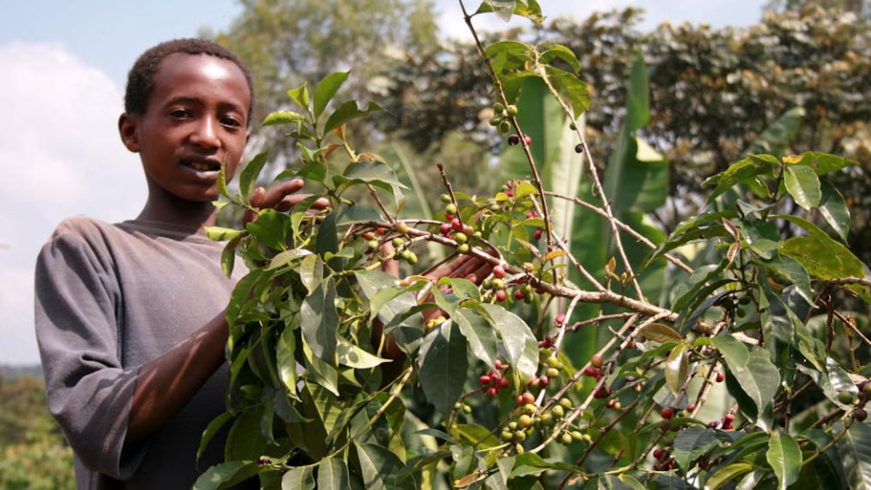 Sběrač kávy na farmě Wote, Yirgacheffe, Etiopie