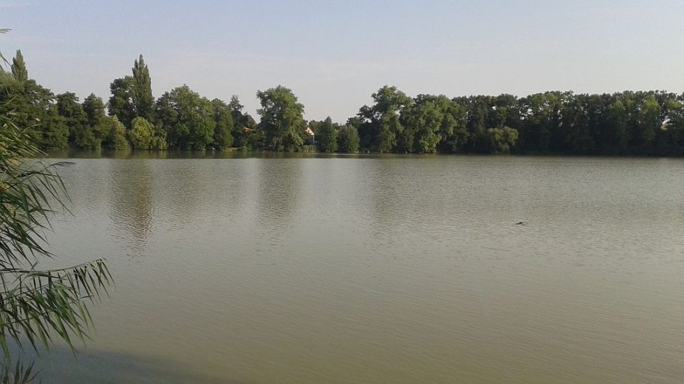 Dlouhodobé horko a sucho dělá problémy Kolowratskému rybářství v Opočně. Ve vodě je málo kyslíku.