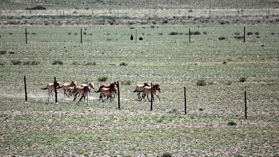 Koně, to je život a radost mongolských pastevců
