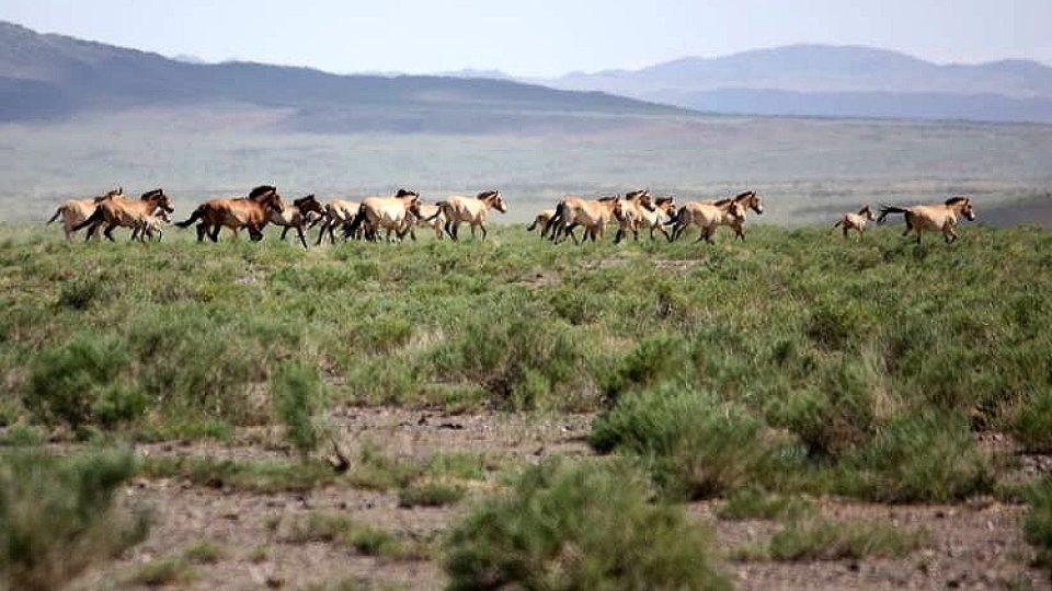 I když se dnes na nákupy jezdí na motorce nebo terénním autem, které parkuje vedle mnoha jurt, jsou to koně, kdo jsou nepostradatelnými členy mongolských kočovných rodin