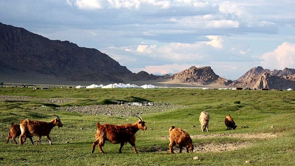 Základními složkami jídelníčku mongolských nomádů bývají domácí mléčné výrobky a skopové maso