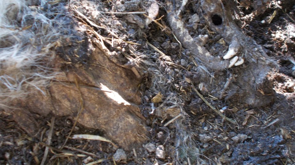 Veterinářka našla ve žďárském útulku ostatky mrtvých psů