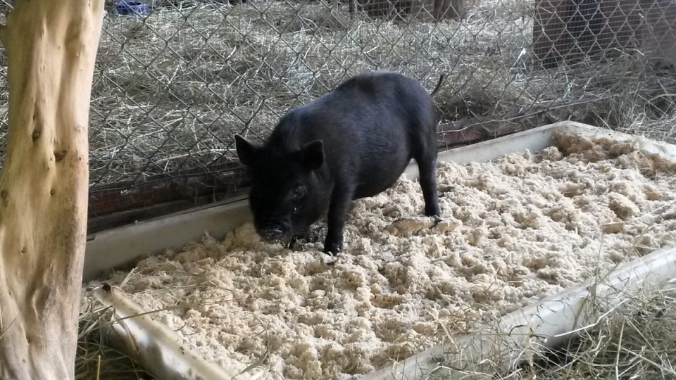 Jeden z obyvatelů ZOO Lašský dvůr