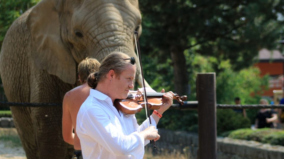 Houslista Pavel Šporcl zahrál slonům k jejich světovému svátku