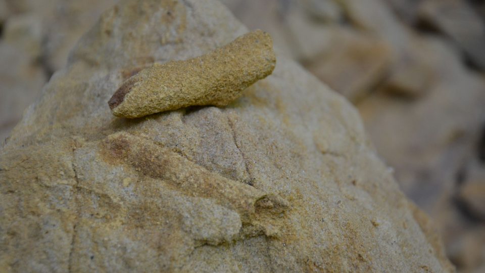 Ráčci vytvářeli dlouhé systémy chodeb, uvnitř vypreparované trubičky je zkamenělina malé ústřice