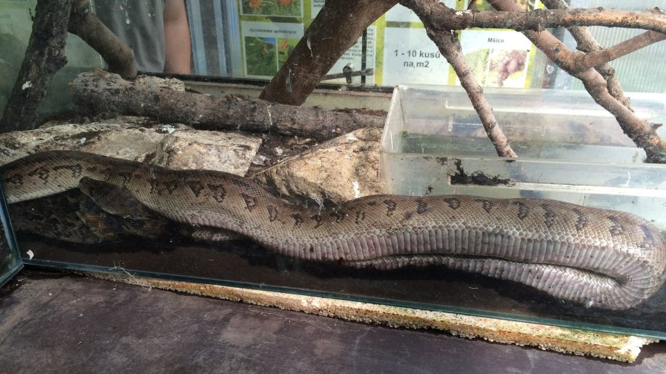 Jeden z hadů gymnaziálního bioparku, hroznýšovec kubánský