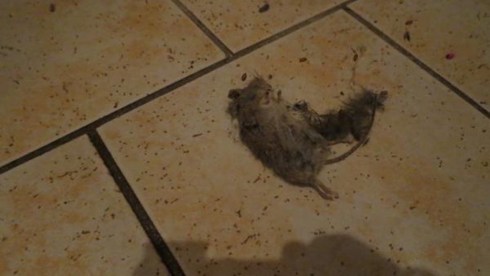 Mrtvá myš v kuchyni Restaurace U Přívozu
