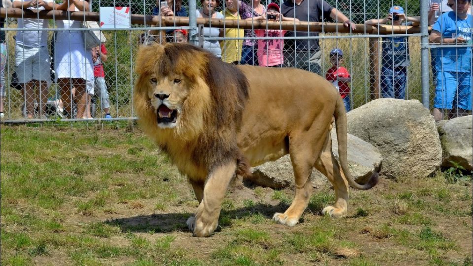 Lev v táborské zoo