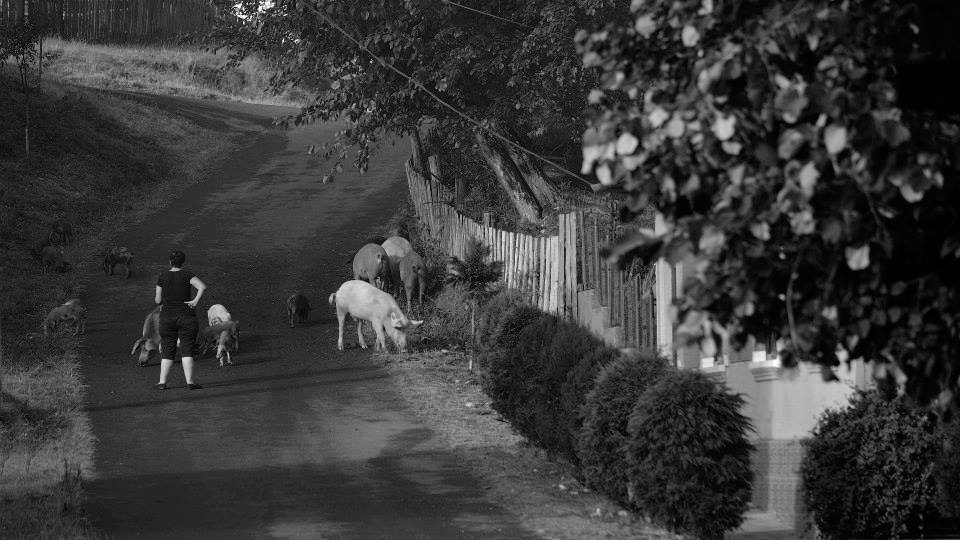 Chcete poznat rumunský Banát s početnou etnickou skupinou našich krajanů? Jiřina Mužíková je navštívila a fotografovla