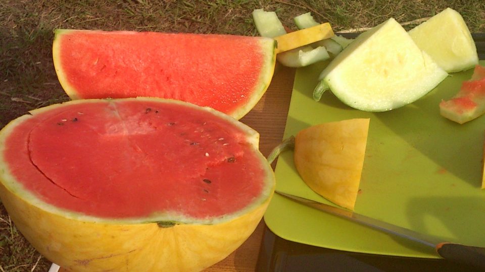 I takový meloun se dá vypěstovat v České republice