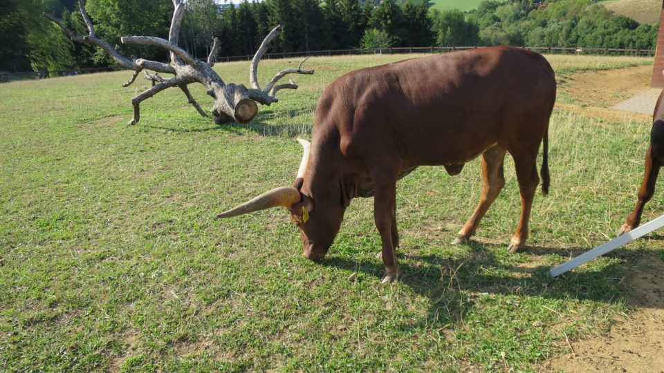 Africká kráva Watusi