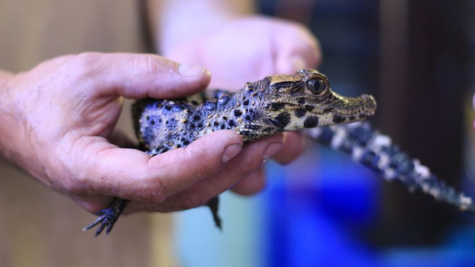 Krokodýli čelnatí rostou v ZOO Dvůr Králové nad Labem doslova jako z vody