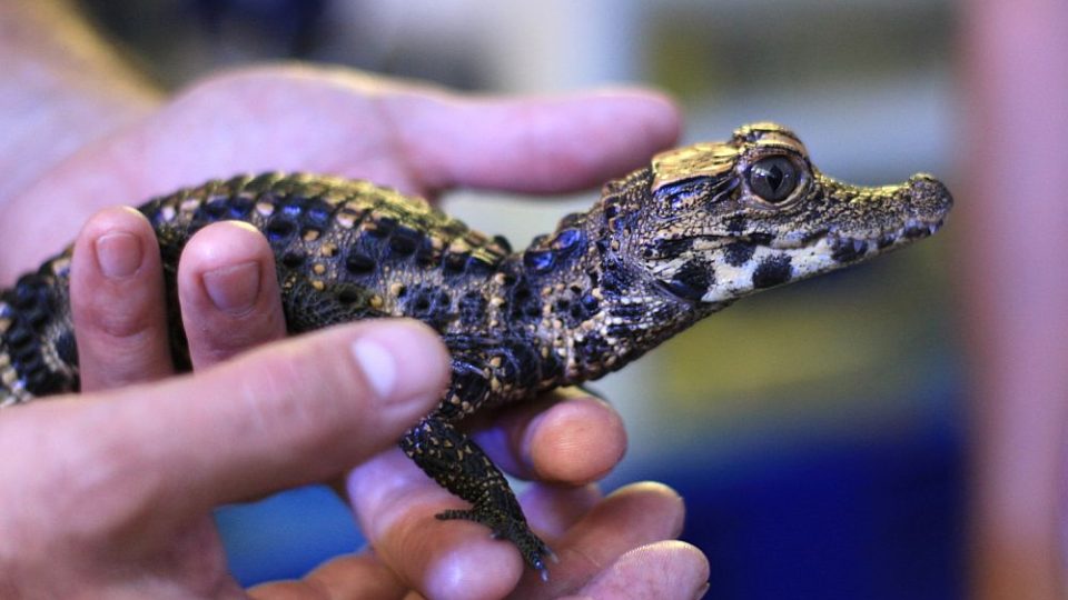 Krokodýli čelnatí rostou v ZOO Dvůr Králové nad Labem doslova jako z vody