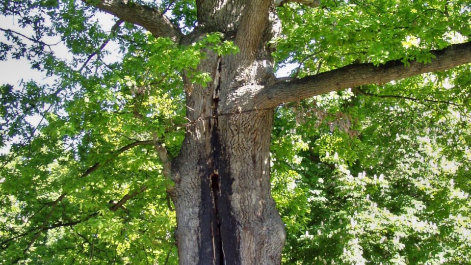 V parku je mnoho starých dubů, které pamatují samotné založení parku