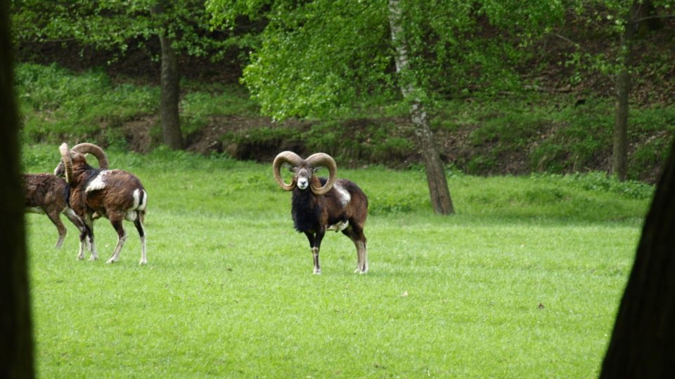 Muflony můžete pohodlně sledovat z pozorovatelny