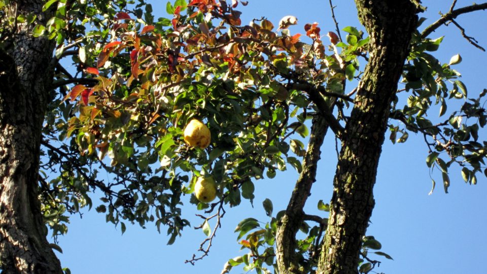 Na stezce převažují jabloňové sady, ale potkáte také hrušně plné ovoce