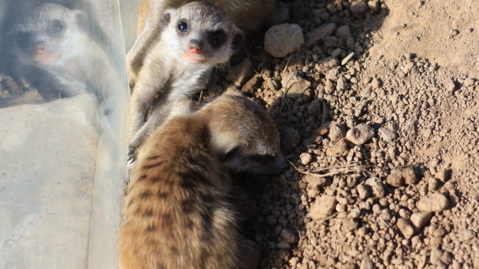 Novým přírůstkům ve výběhu surikat v ZOO Dvůr Králové nad Labem koluje v žilách africká krev! Samec Frank pochází z Jihoafrické republiky