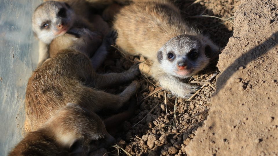 Novým přírůstkům ve výběhu surikat v ZOO Dvůr Králové nad Labem koluje v žilách africká krev! Samec Frank pochází z Jihoafrické republiky