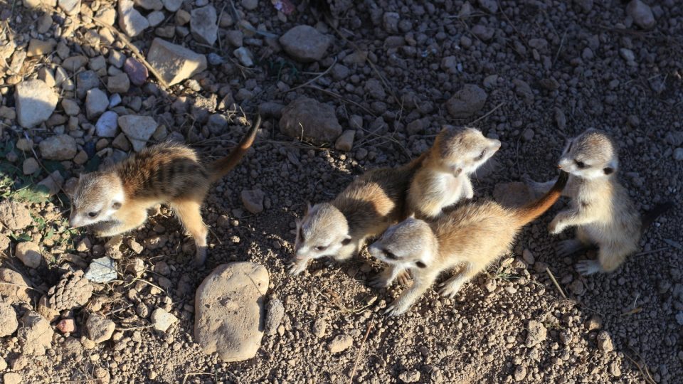 Novým přírůstkům ve výběhu surikat v ZOO Dvůr Králové nad Labem koluje v žilách africká krev! Samec Frank pochází z Jihoafrické republiky