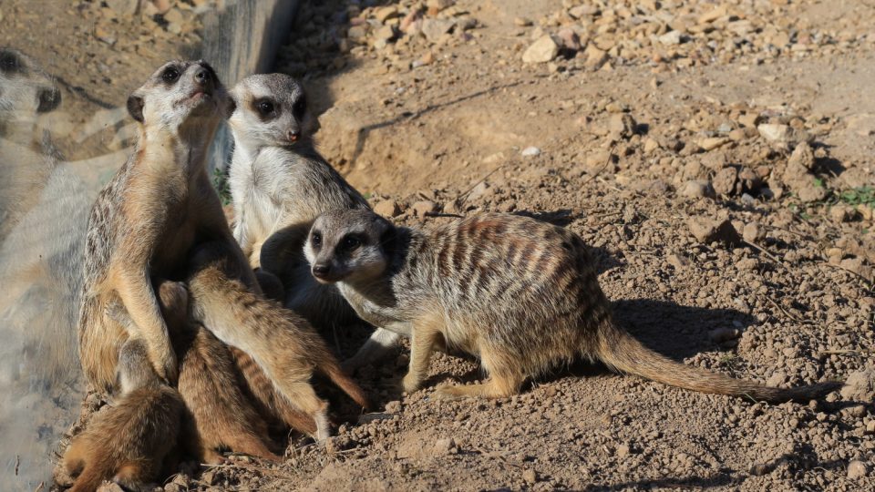 Novým přírůstkům ve výběhu surikat v ZOO Dvůr Králové nad Labem koluje v žilách africká krev! Samec Frank pochází z Jihoafrické republiky