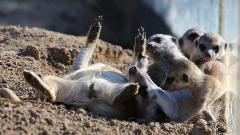 Novým přírůstkům ve výběhu surikat v ZOO Dvůr Králové nad Labem koluje v žilách africká krev! Samec Frank pochází z Jihoafrické republiky