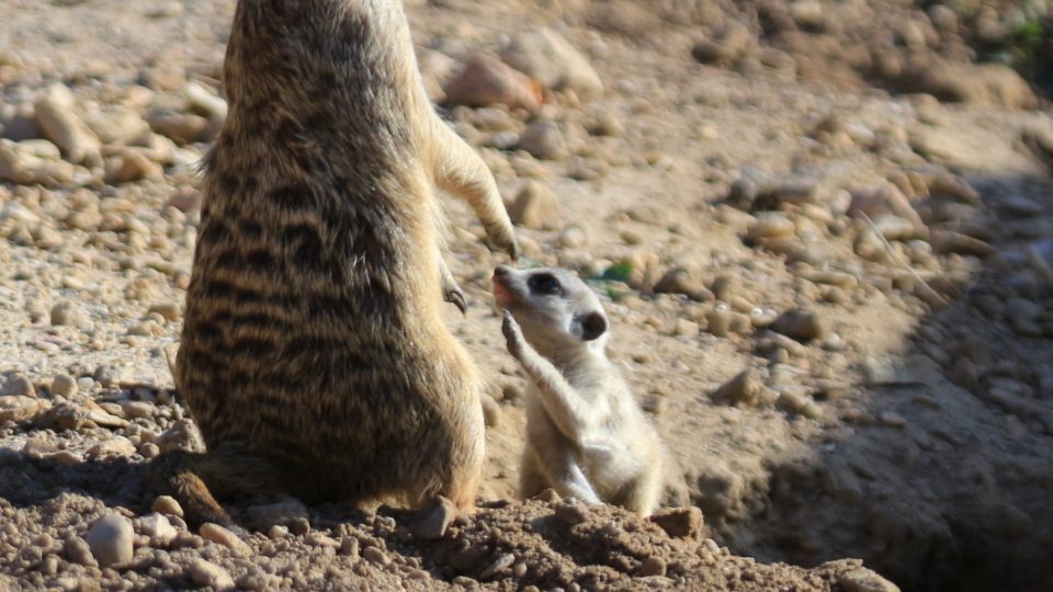 Novým přírůstkům ve výběhu surikat v ZOO Dvůr Králové nad Labem koluje v žilách africká krev! Samec Frank pochází z Jihoafrické republiky