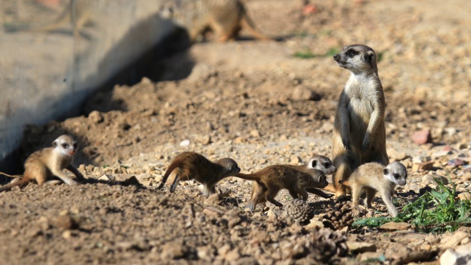 Novým přírůstkům ve výběhu surikat v ZOO Dvůr Králové nad Labem koluje v žilách africká krev! Samec Frank pochází z Jihoafrické republiky