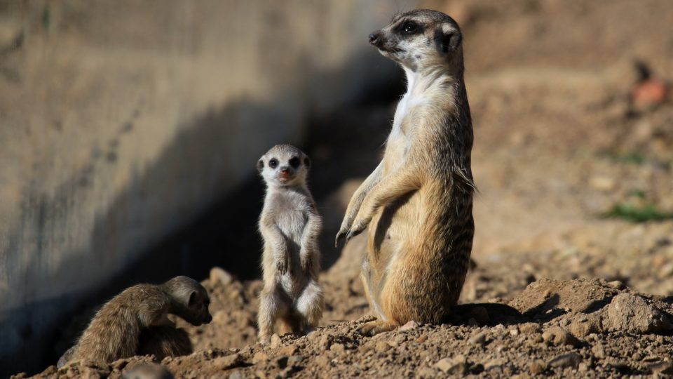 Novým přírůstkům ve výběhu surikat v ZOO Dvůr Králové nad Labem koluje v žilách africká krev! Samec Frank pochází z Jihoafrické republiky