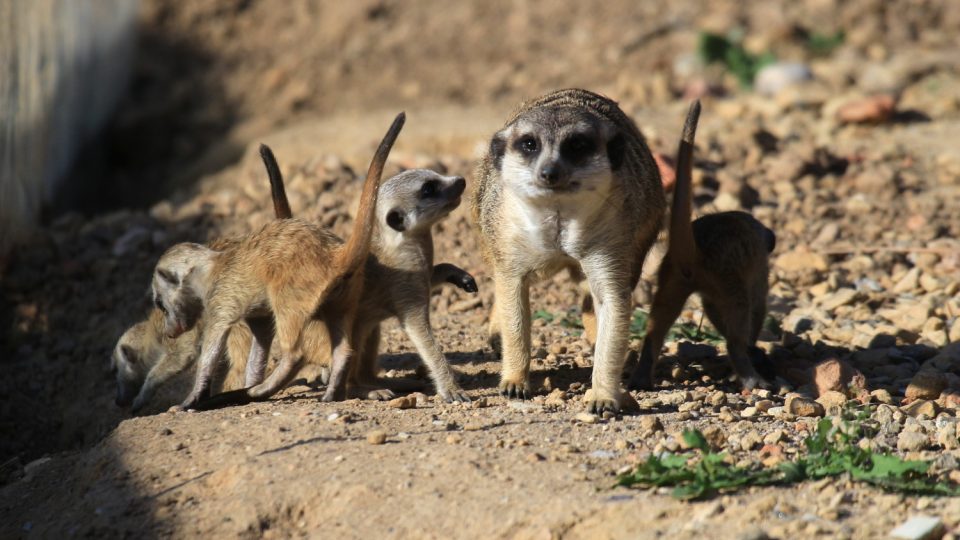 Novým přírůstkům ve výběhu surikat v ZOO Dvůr Králové nad Labem koluje v žilách africká krev! Samec Frank pochází z Jihoafrické republiky