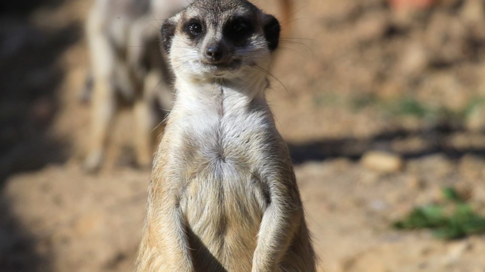 Novým přírůstkům ve výběhu surikat v ZOO Dvůr Králové nad Labem koluje v žilách africká krev! Samec Frank pochází z Jihoafrické republiky