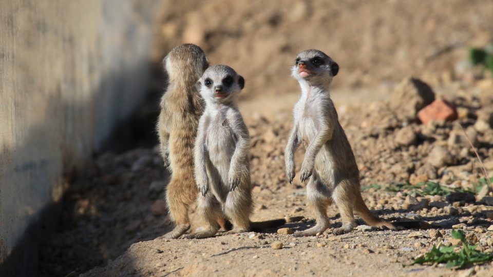 Novým přírůstkům ve výběhu surikat v ZOO Dvůr Králové nad Labem koluje v žilách africká krev! Samec Frank pochází z Jihoafrické republiky