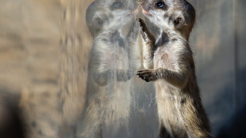 Novým přírůstkům ve výběhu surikat v ZOO Dvůr Králové nad Labem koluje v žilách africká krev! Samec Frank pochází z Jihoafrické republiky