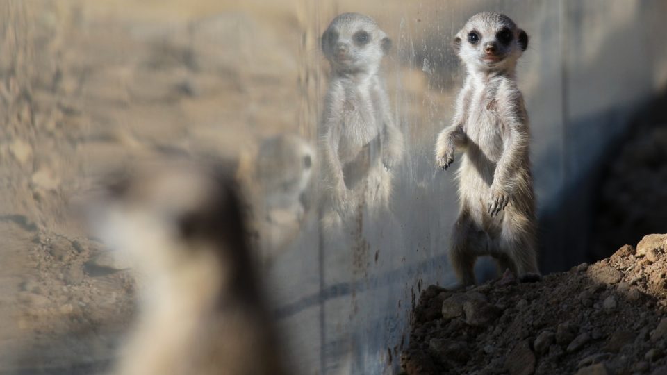 Novým přírůstkům ve výběhu surikat v ZOO Dvůr Králové nad Labem koluje v žilách africká krev! Samec Frank pochází z Jihoafrické republiky