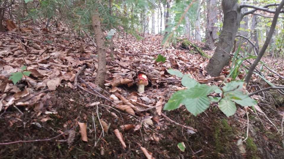 V lesích kolem Zábřeha se nechá spatřit i muchomůrka červená