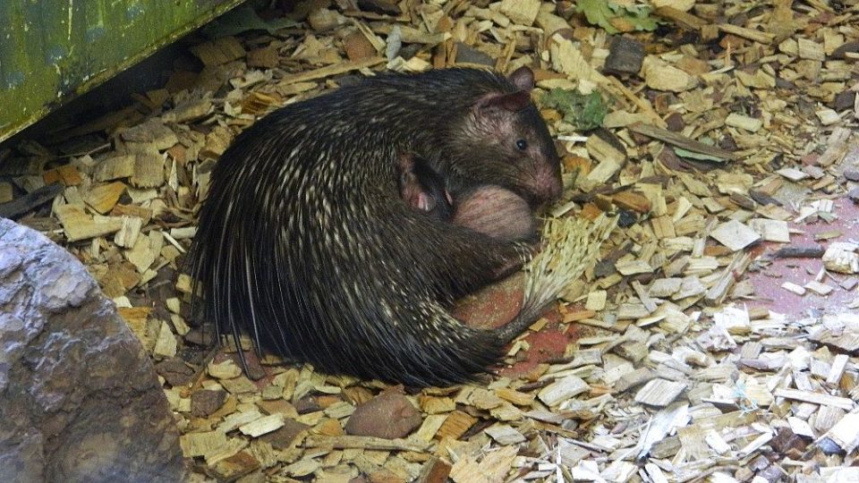 ZOO Dvůr Králové nad Labem se může pochlubit prvním mládětem osináka