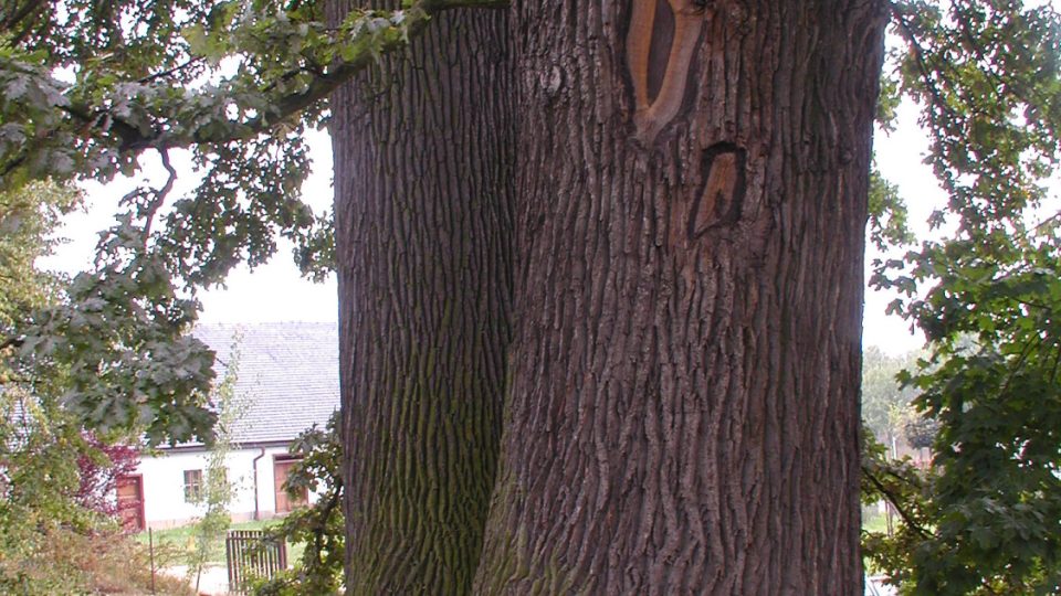 Starý dub v zámeckého parku je na naučné stezce Bludovská stráň také k vidění