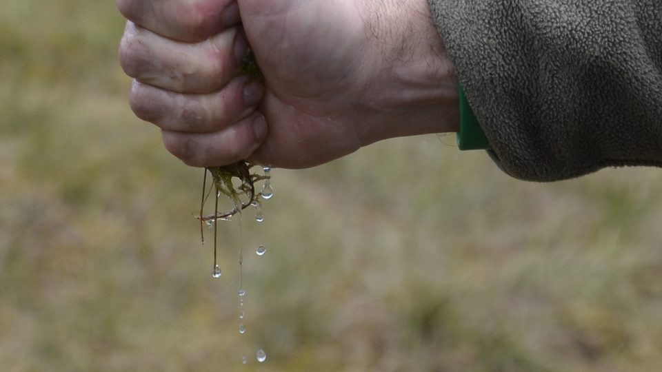 Rašeliník má schopnost vázat vodu
