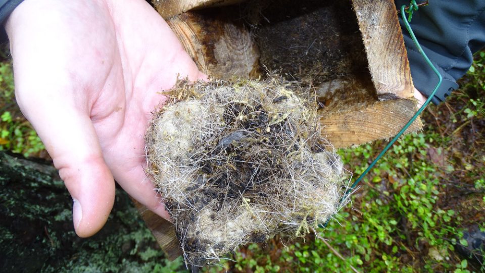 Vědci hledají v hnízdech sýkorek losí chlupy