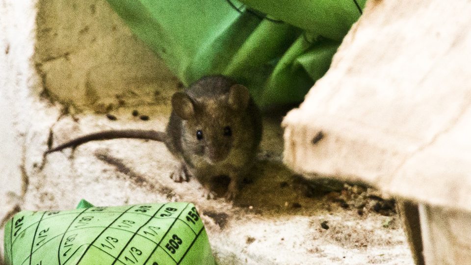 Myši jsou na vojenských stanovištích Ukrajinců prakticky všude