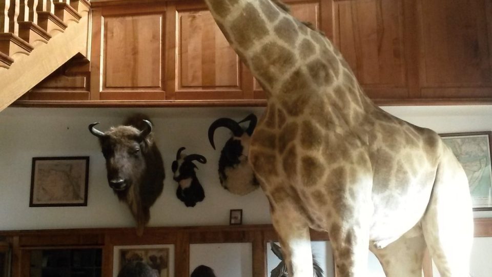 Návštěvníky Afrického muzea vítá žirafák