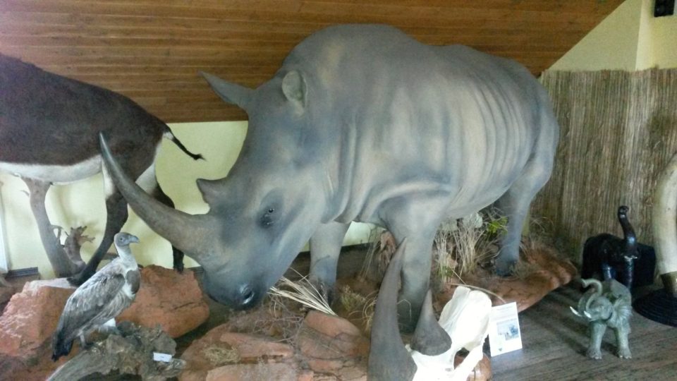 Vycpaný nosorožec je pravý, žádná maketa