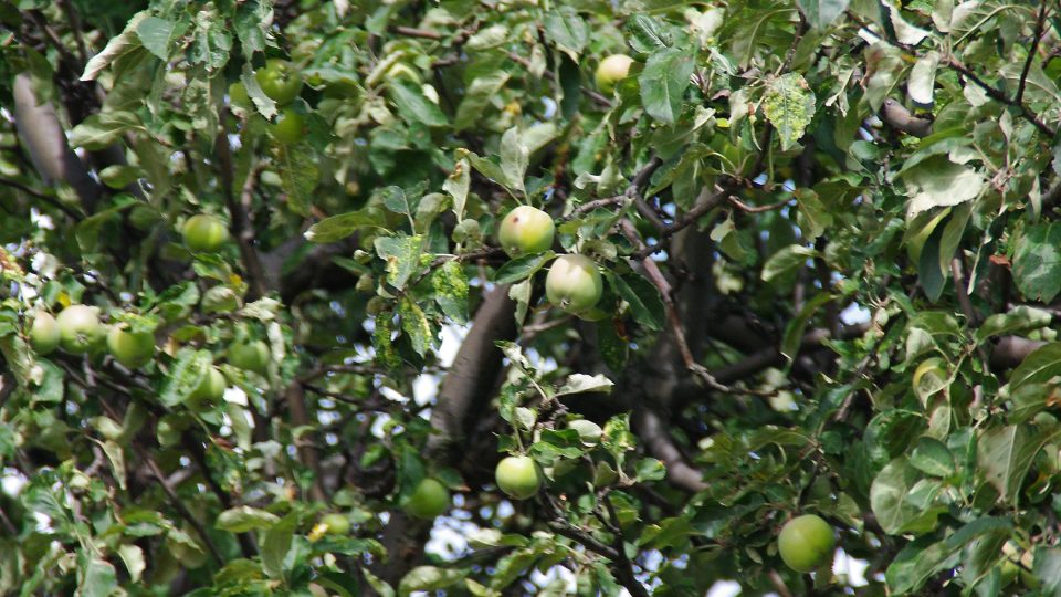 Ovocné stromy dodnes plodí jablka starých sudetských odrůd