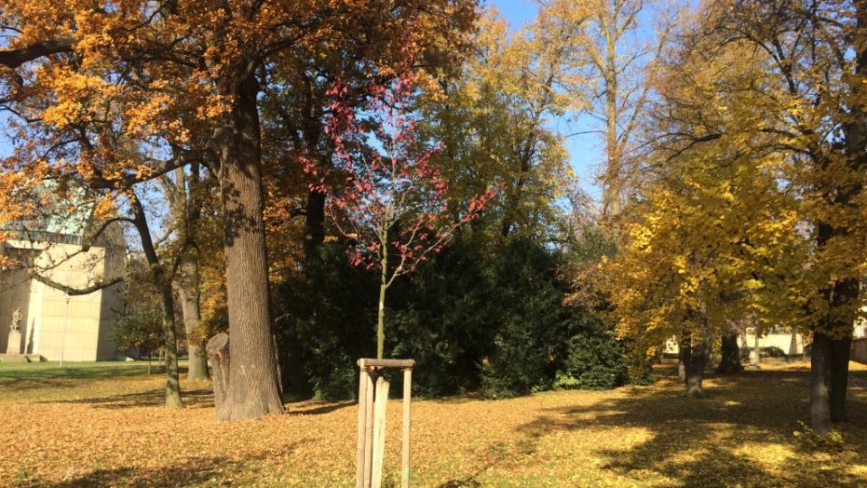 Odborníci obnovili a zajistili stromy v Zámeckém parku v Duchcově 