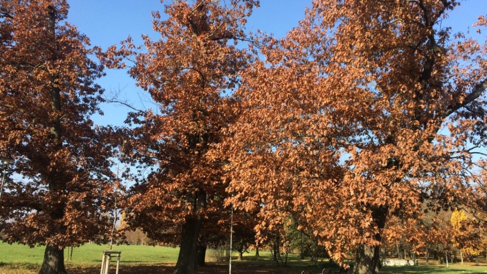 Odborníci obnovili a zajistili stromy v Zámeckém parku v Duchcově 