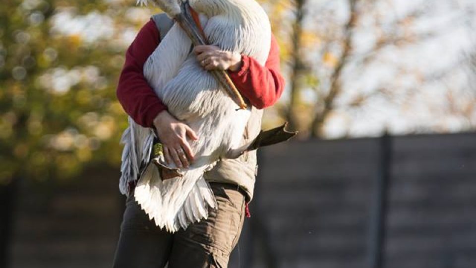 Odchyt pelikánů v ZOO Dvůr Králové nad Labem