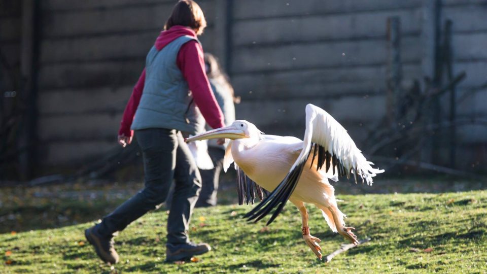 Odchyt pelikánů v ZOO Dvůr Králové nad Labem