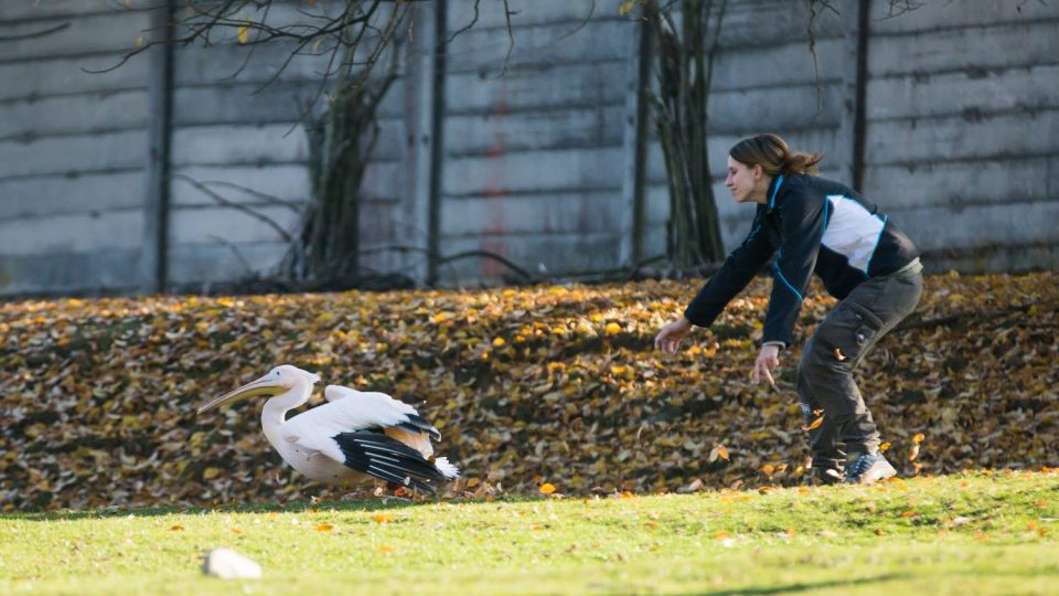 Odchyt pelikánů v ZOO Dvůr Králové nad Labem