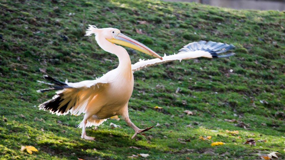 Odchyt pelikánů v ZOO Dvůr Králové nad Labem