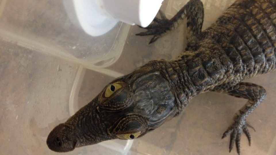 V protivínské zoo pokřtili mládě krokodýla filipínského