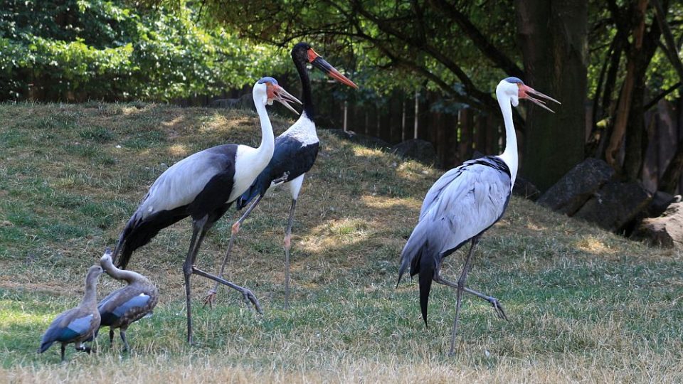 Jeřáb laločnatý je největší ze šestice afrických jeřábů a ZOO Dvůr Králové nad Labem chová dva exempláře tohoto v Evropě velmi vzácného ptáka